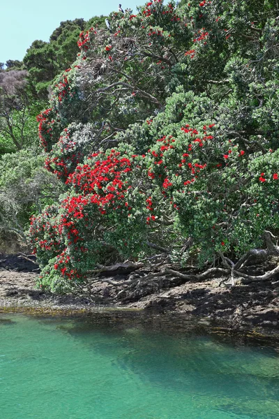 Pohutukawa Bäume am Ufer der Coromandel Halbinsel, nz. — Stockfoto