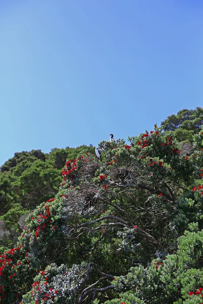 Alberi di Pohutukawa sulla riva della penisola di Coromandel, NZ . — Foto Stock