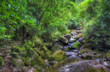 Wairere Falls kadar zam akışı görünümü