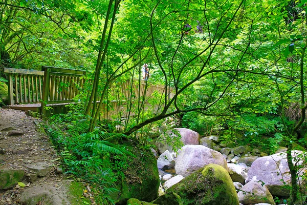 Ponte sobre Wairere Stream na trilha para Wairere Falls . — Fotografia de Stock