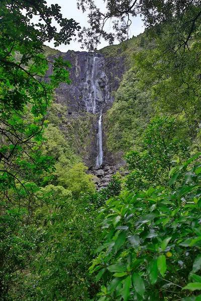 Wairere Falls waterfall and surrounding forest — Stock Photo, Image