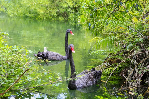 Two beautiful Black Swans, Lake Taupo, New Zealand — Stock Photo, Image