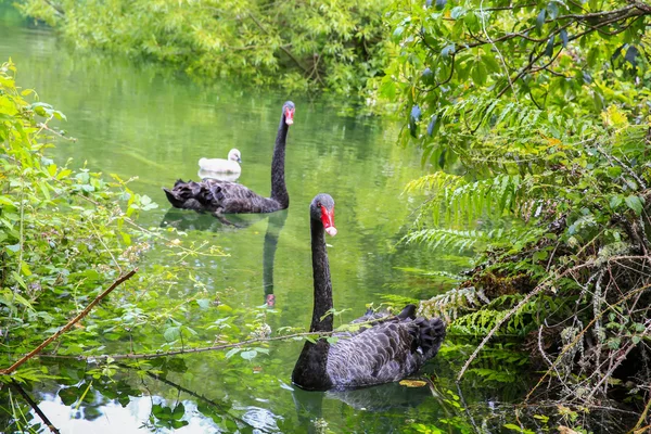 Two beautiful Black Swans, Lake Taupo, New Zealand — Stock Photo, Image