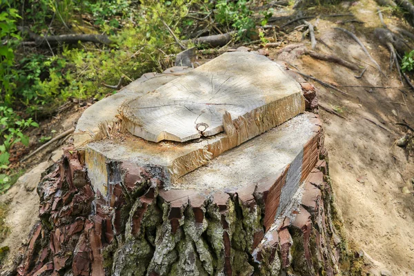 Primer plano del tocón gigante de los árboles de secuoyas. Taupo, Nueva Zelanda — Foto de Stock