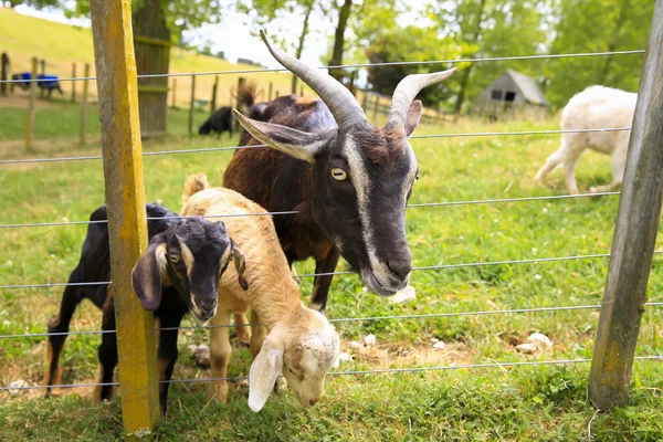 Cabrito Arapawa da Zelândia com cabras bebé na quinta — Fotografia de Stock