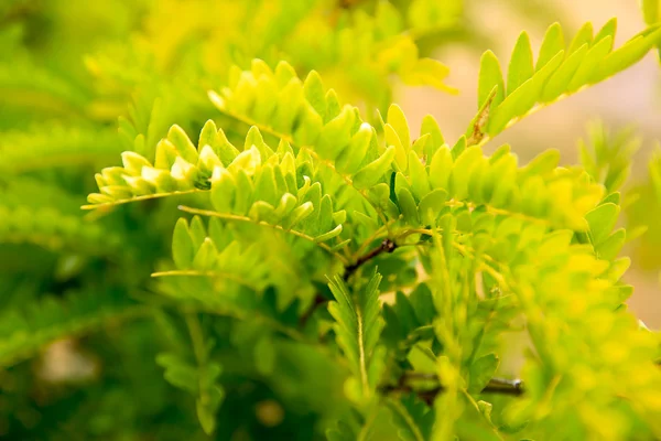 Primo piano di foglie verdi, sfondo naturale — Foto Stock