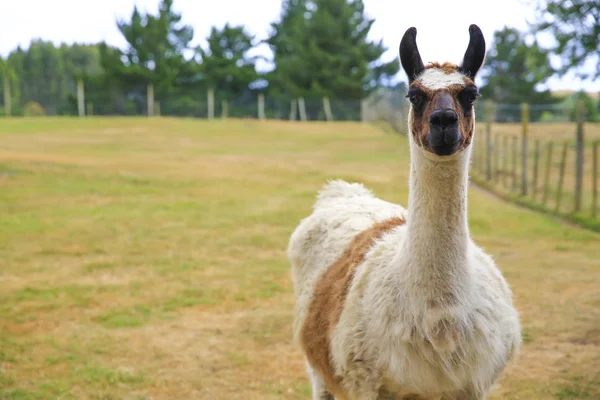 Lama portrait on green natural outdoor background Stock Photo