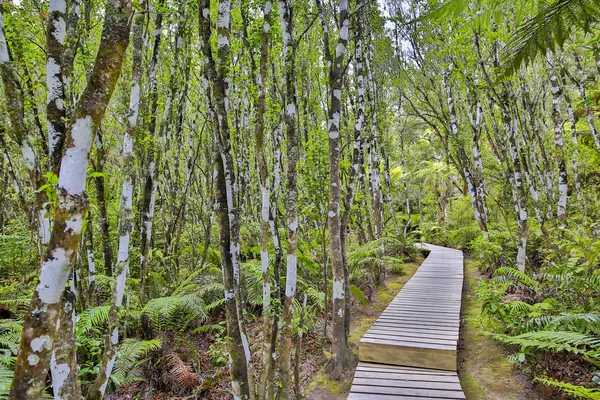 Forest path leading through Orakei Korako geothermal park, NZ — Stock Photo, Image