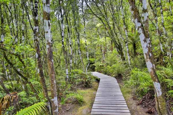 Δάσος μονοπάτι που οδηγεί μέσα από γεωθερμικό πάρκο ομορφιές λασπόλουτρα, Nz — Φωτογραφία Αρχείου