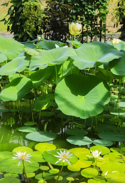 Beautiful lotus flower in the pond, Wellington Botanical Garden — Stock Photo, Image
