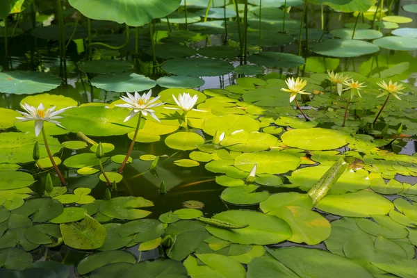 Pond full of beautiful lotus flowers  Wellington Botanic garden — Stock Photo, Image