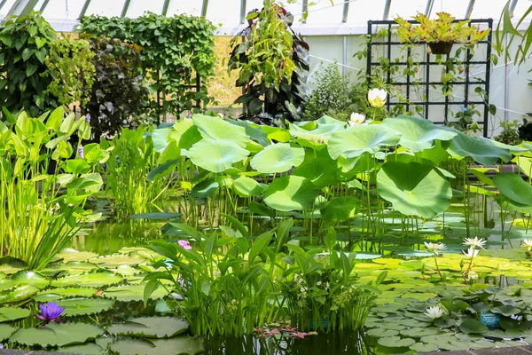 Beheizter raum voller schöner lotusblumen wellington botanic — Stockfoto