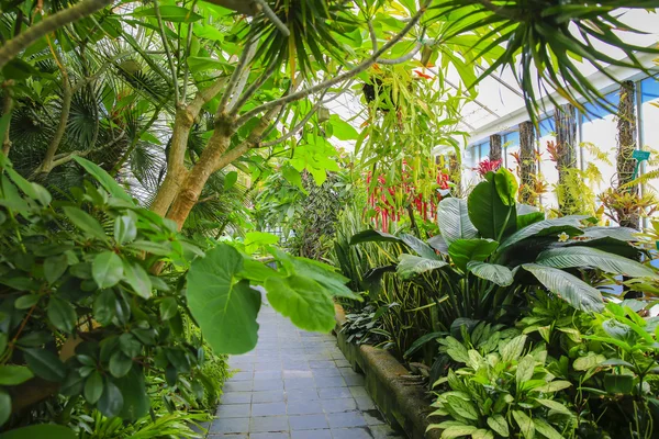 Begonien-Haus Innenausstattung, Botanischer Garten Wellington, Neuseeland — Stockfoto