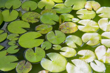 Begonya evinde suda zambak yastıkları 