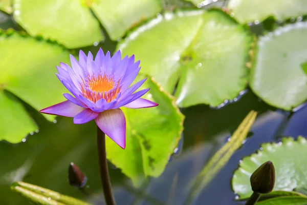 Purple Water Lilly in the pond of Wellington botanical garden
