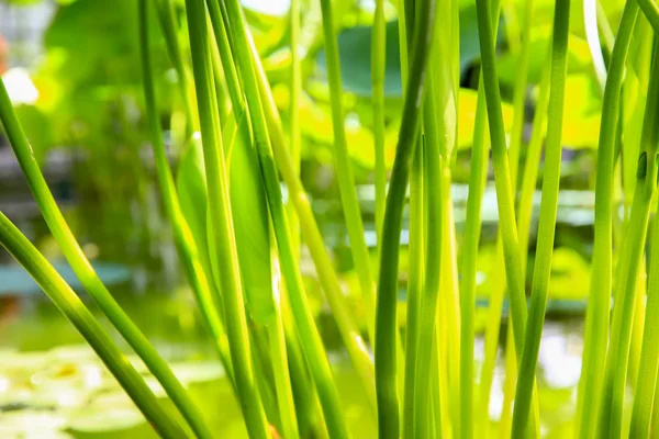 Крупним планом зелені стебла рослин у ставку — стокове фото