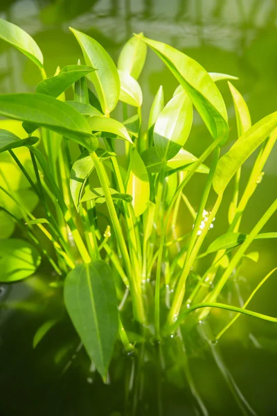 Close up of green leaves in the pond, Wellington Botanical Garde — Stock Photo, Image