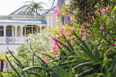 Bulanıklık evin arka plan üzerinde gün ışığında Willowherb çiçek yakın çekim