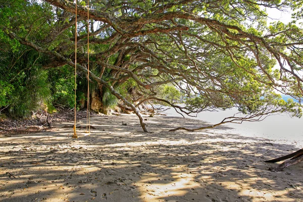 Playa Hahei con columpio colgando bajo el árbol —  Fotos de Stock