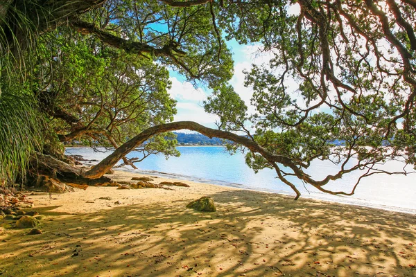 Praia de Hahei na península de Coromandel, Nova Zelândia — Fotografia de Stock