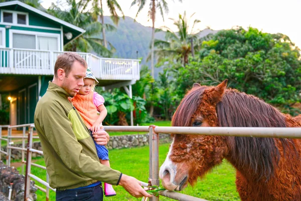 小さな娘が馬に餌を与える父 — ストック写真