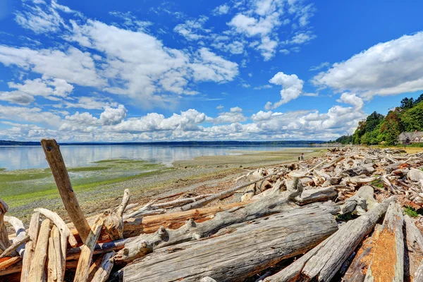 Troncos Driftwood litter a costa em Normandy Park, Washington — Fotografia de Stock