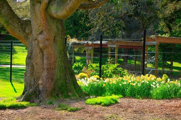 Большой крепкий дубовый ствол в саду, сетка на заднем плане — стоковое фото