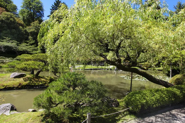 Japanese Garden in Seattle, WA. weeping willow tree with pond — Stock Photo, Image
