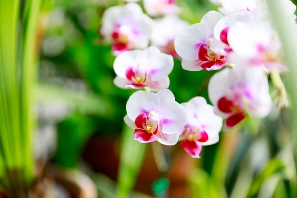 Красивые розовые цветы орхидеи на естественном фоне — стоковое фото