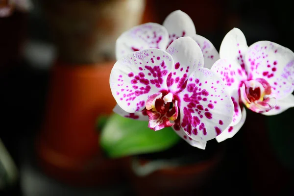 Hermosas flores de orquídea rosa sobre fondo borroso — Foto de Stock