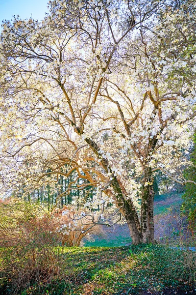 Le printemps fleurit sur l'arbre dans le jardin près de la maison Bltmore — Photo