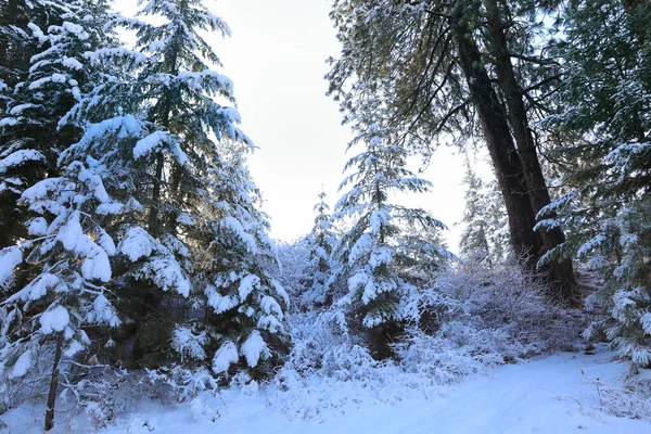 雪は美しい古いアメリカの素朴な田舎の風景を橋 水路で覆いました 心安らぐ — ストック写真