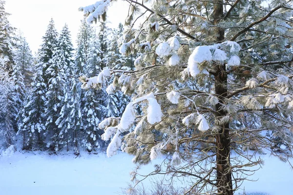 Neige Couvert Beau Paysage Rustique Vieux Pays Américain Avec Pont — Photo