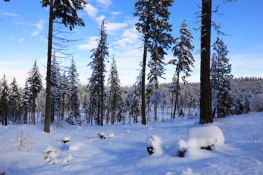 Snow covered mountains during snowmobile ride with blue skies and pine trees. Cle Elum, WA - Seattle area. clipart