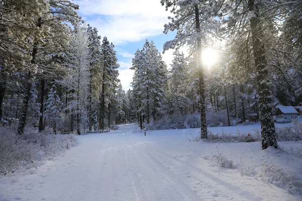 Winterland Πεύκα Και Εξωτερικό Σπίτι Στα Βουνά — Φωτογραφία Αρχείου