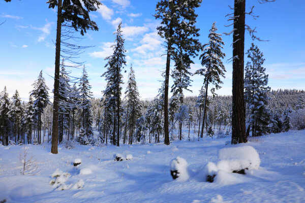 Snow covered mountains during snowmobile ride with blue skies and pine trees. Cle Elum, WA - Seattle area.