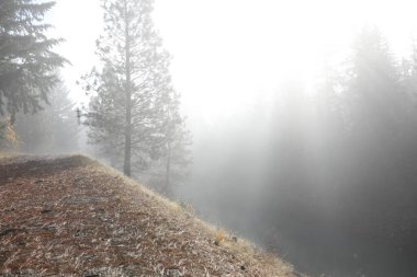 Sonbahar nehri ile sisli bir gün ve yol koşusu ile orman manzarası
