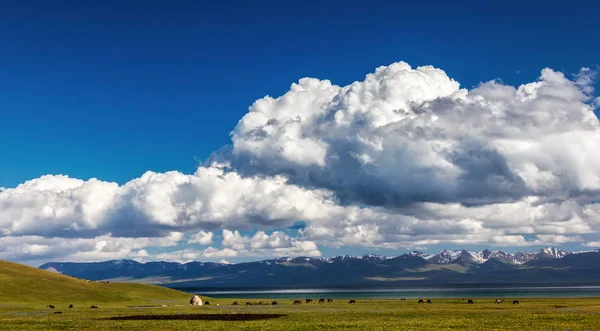 在高山的传统放牧。吉尔吉斯斯坦。儿子 Kol 湖 — 图库照片