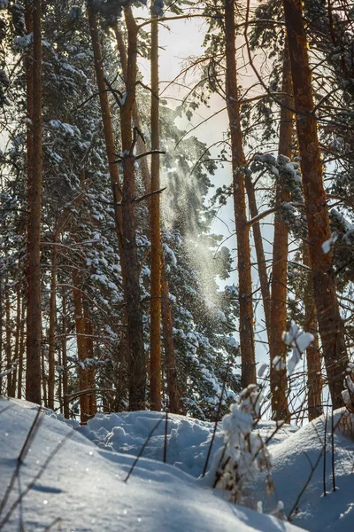 Buen tiempo en el bosque de invierno — Foto de Stock