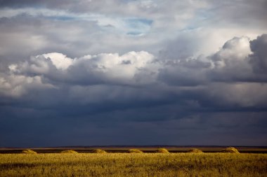 Buğday alan kaldırma.