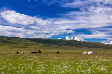 Yüksek dağlarda geleneksel yayla