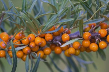 Seabuckthorn çilek dal