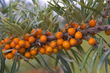 Seabuckthorn çilek dal