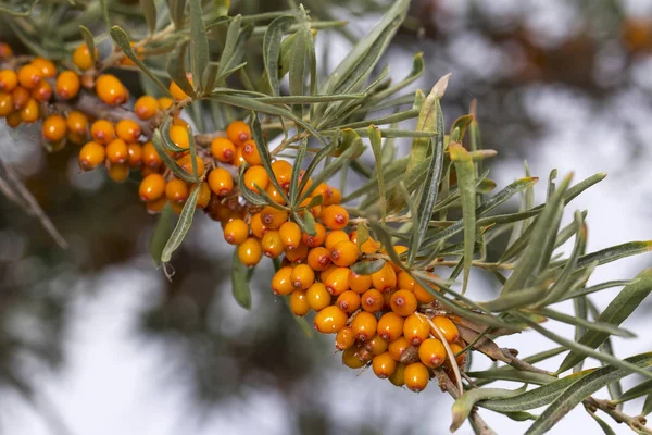 Seabuckthorn çilek dal