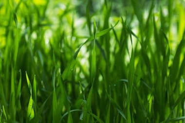 beyaz zemin üzerine kivi dilimi