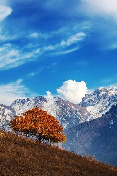 Automne doré dans les montagnes. Arbre jaune vif sur le flanc de montagne . — Photo