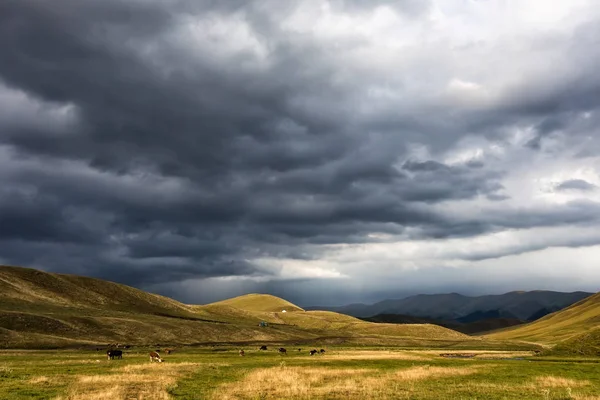 Nyári legelőre, a intermontane völgyében. Kazahsztán — Stock Fotó