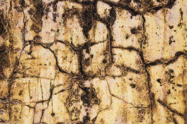 Doku duvar eski. Çatlaklar ve mantar noktalar ile kaplıdır.