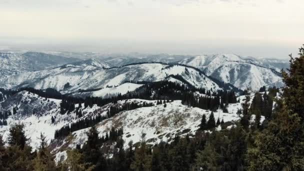 山の中で冬の曇りの天気 モミの木に覆われた雪の山の雄大なパノラマ — ストック動画