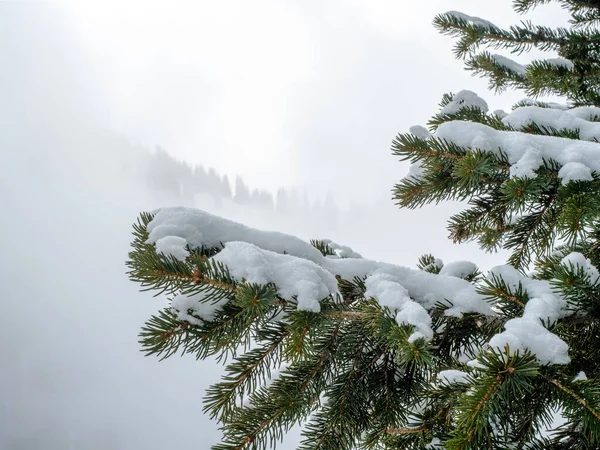 Ramas de abeto cubiertas de nieve en un día de niebla. Invierno montaña paisaje — Foto de Stock